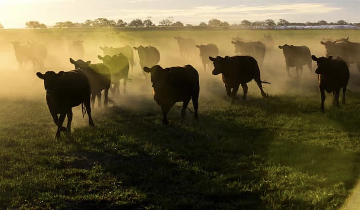 La geopolítica de la confianza: el mercado de la carne en la relación Argentina–China (2023–2026)